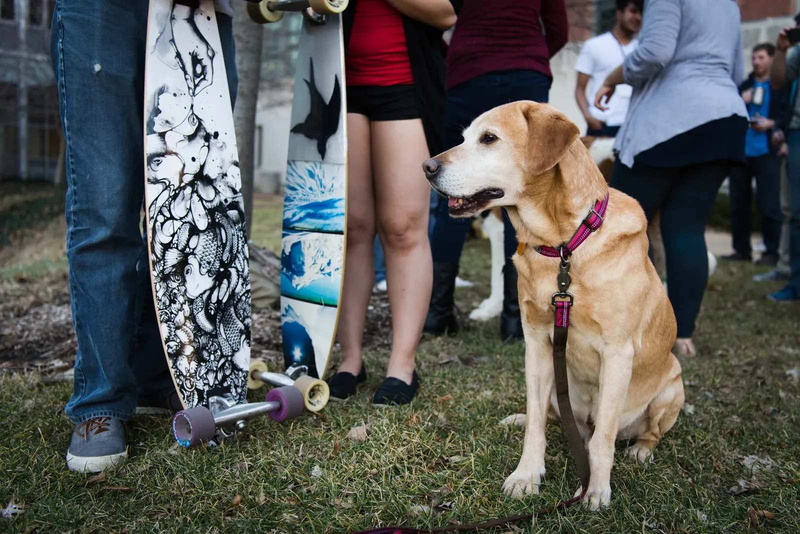 Dogs as Healers: Loneliness, Mental Health, and Emotional Support (Image Credits: Wikimedia)
