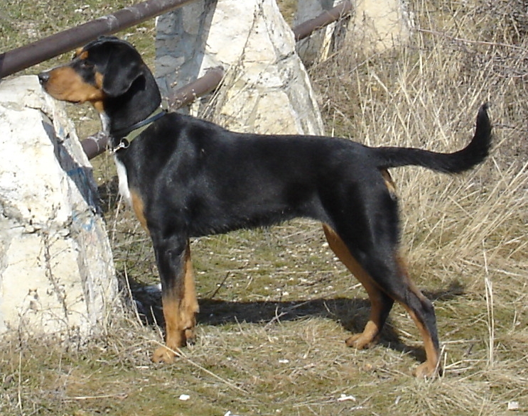 Metal Dogs: The Natural Born Leaders (Image Credits: Wikimedia)