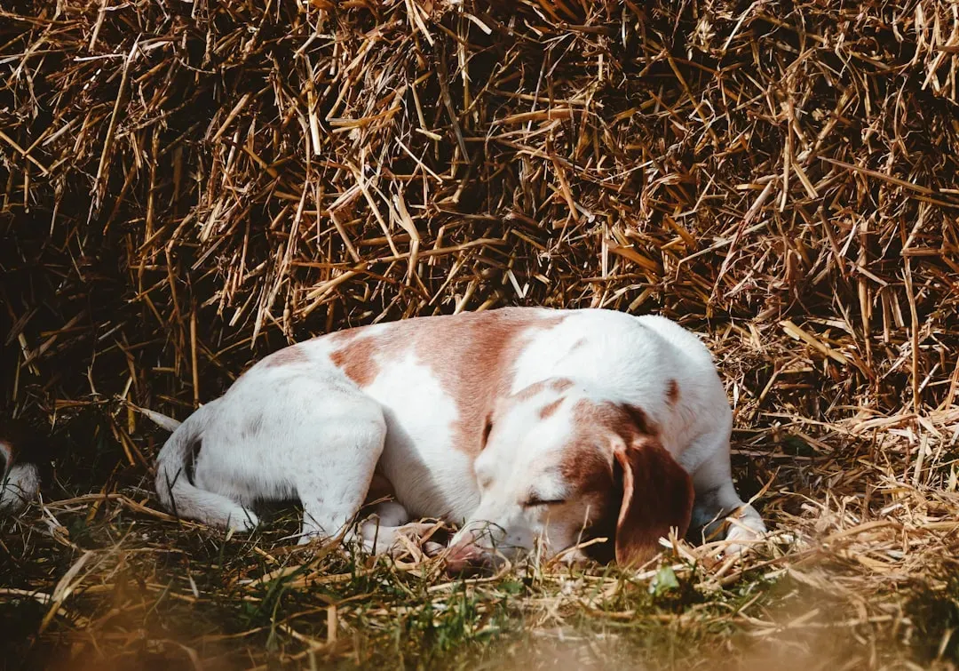 Xylitol: The Silent Killer (Image Credits: Unsplash)