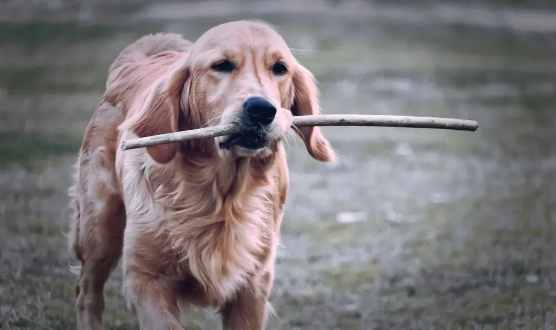 Retrieving Instincts: Born to Fetch (Image Credits: Unsplash)