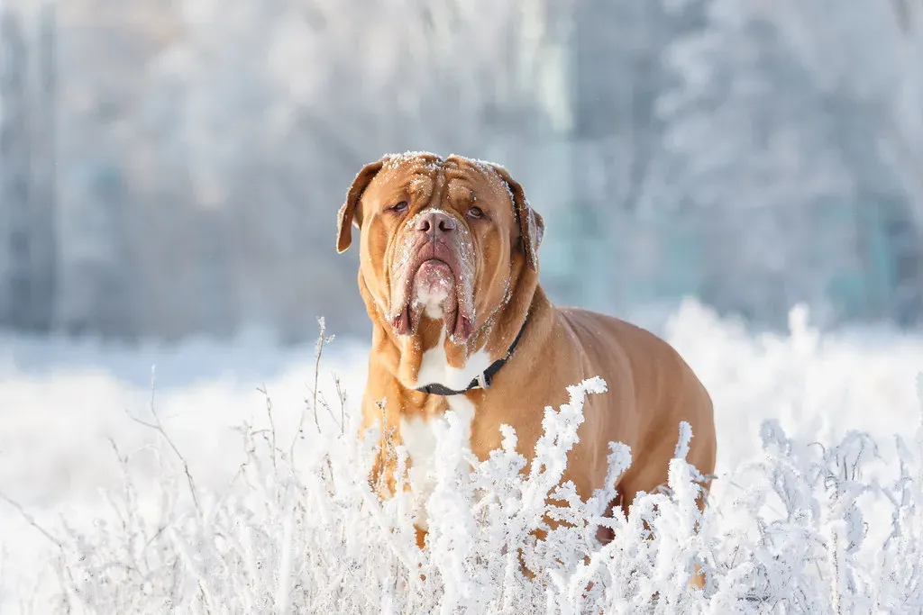 Now, the 5 Breeds That Actually Love Michigan Winters (Andrey Shkvarchuk, Flickr, CC BY-SA 2.0)
