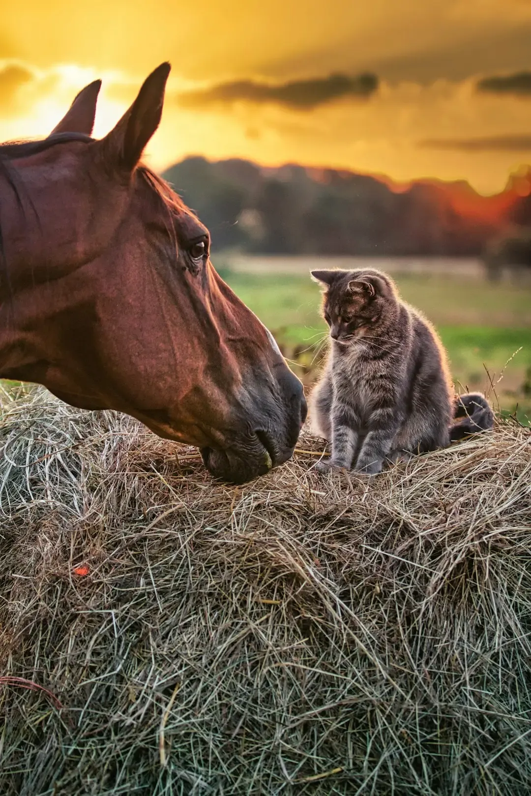 7. Feed, Hay, And The Power Of Seasonal Price Swings (Image Credits: Unsplash)