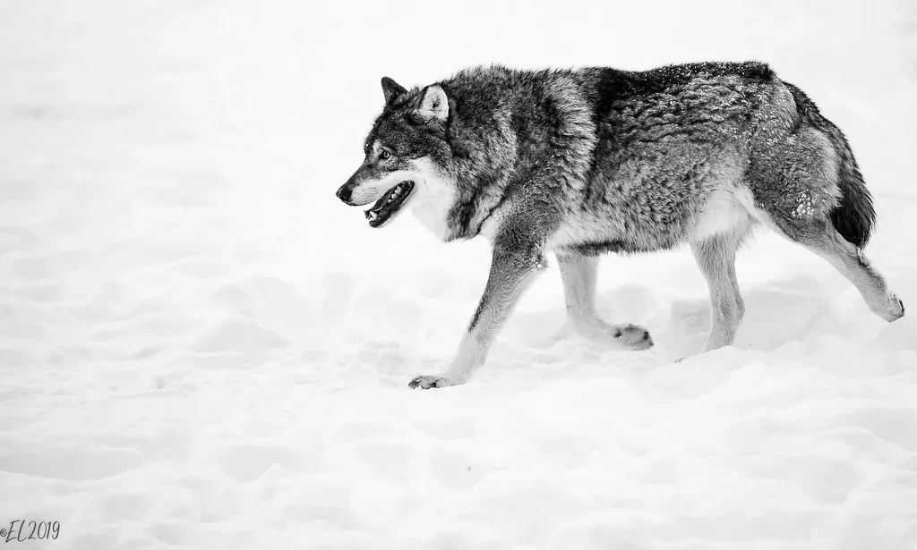 Encountering a Wolf at a Distance: The Best-Case Scenario (eba5684, Flickr, CC BY 2.0)