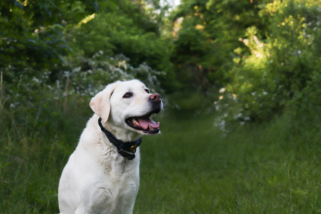 Labrador Retrievers - The Joy Radiators (Image Credits: Unsplash)