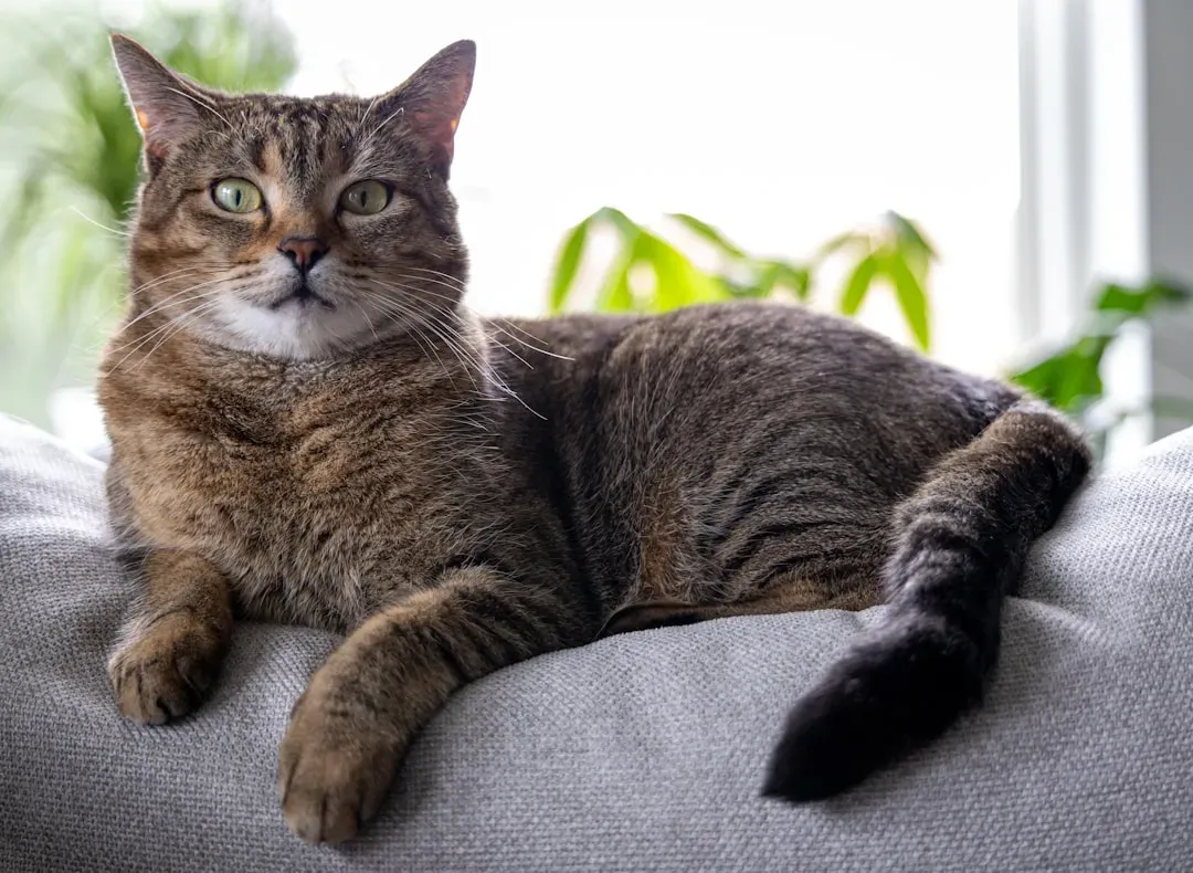 10. Long‑Term Health Conditions in Aging Indoor Cats (Image Credits: Unsplash)