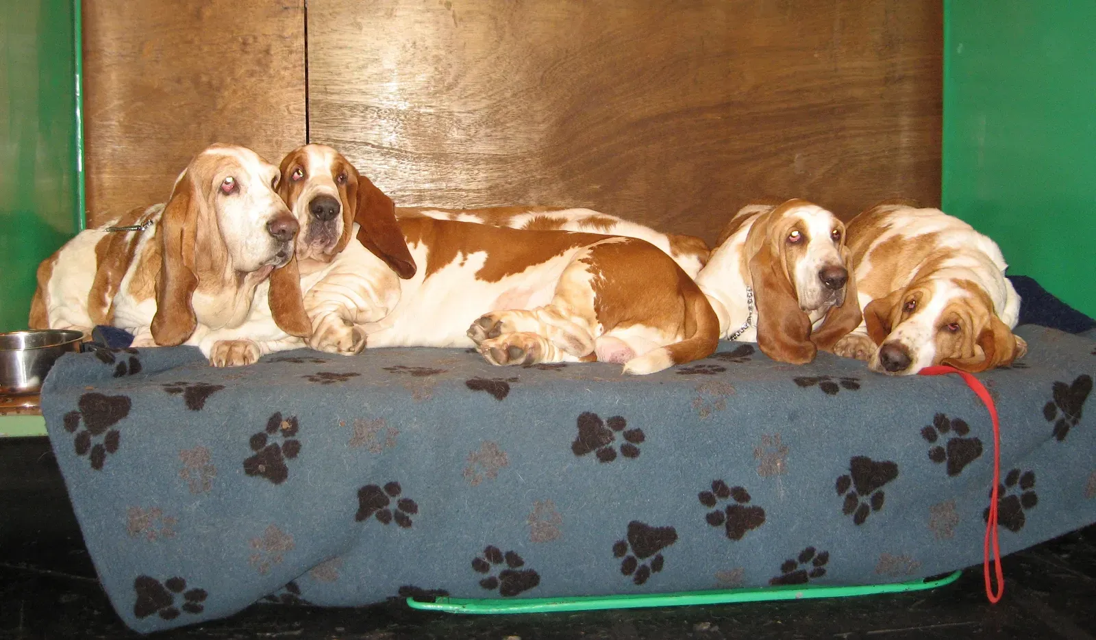 1. Basset Hound – The Low-Energy Couch Philosopher (Gaggle of basset hounds resting, CC BY 2.0)