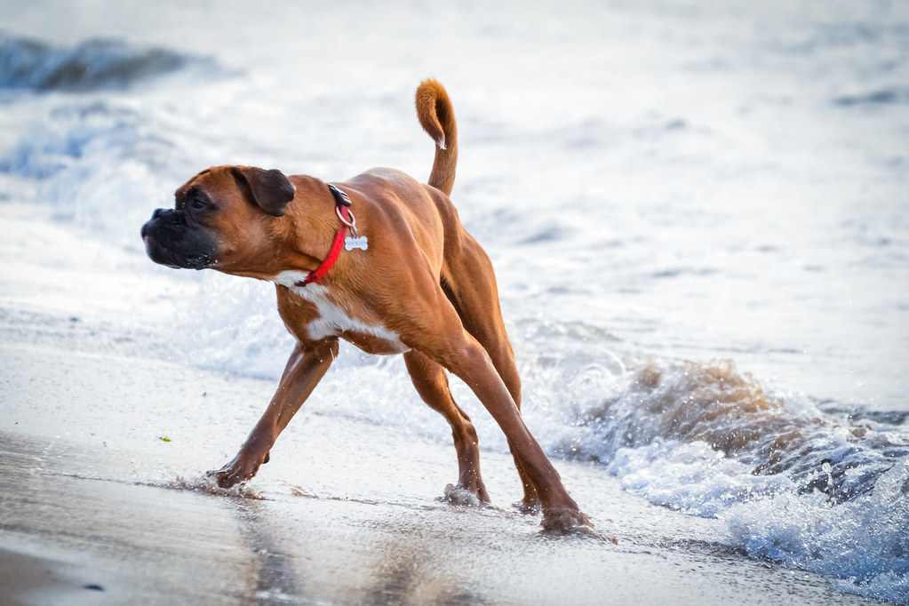 #6. Boxer - The Playful Clown (Image Credits: Flickr)