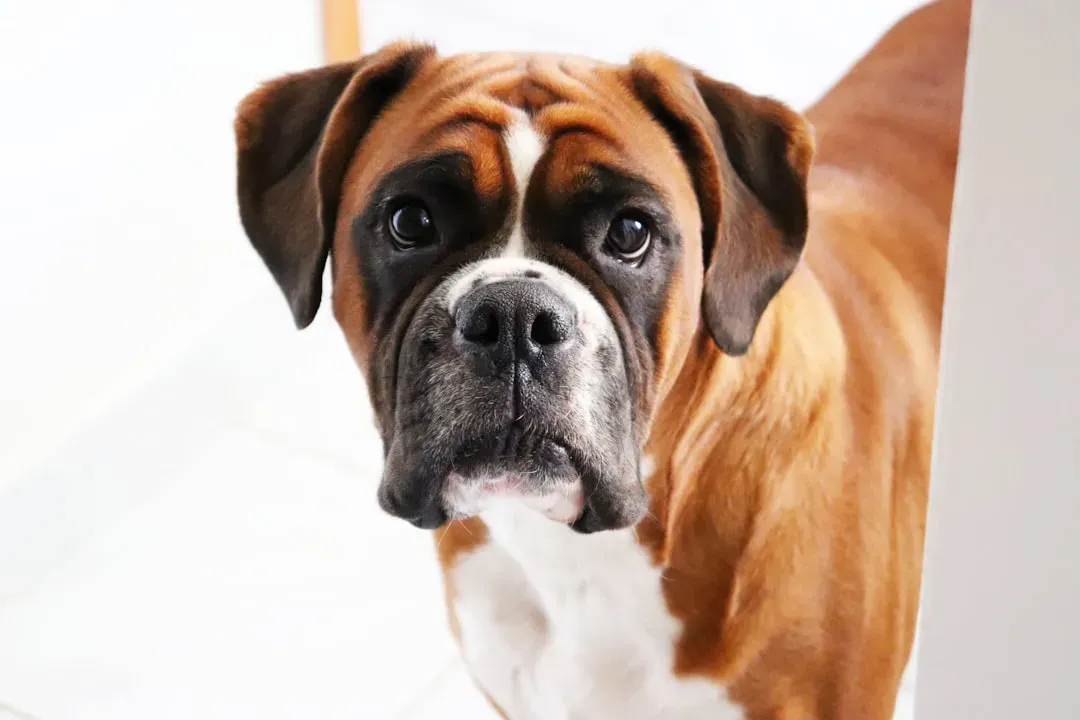 Boxers (Image Credits: Unsplash)