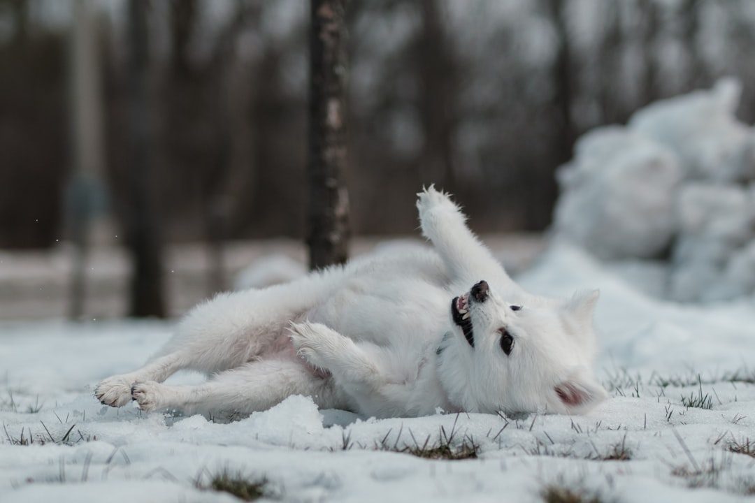 Bichon Frise: The Fluffy White Companion (Image Credits: Unsplash)