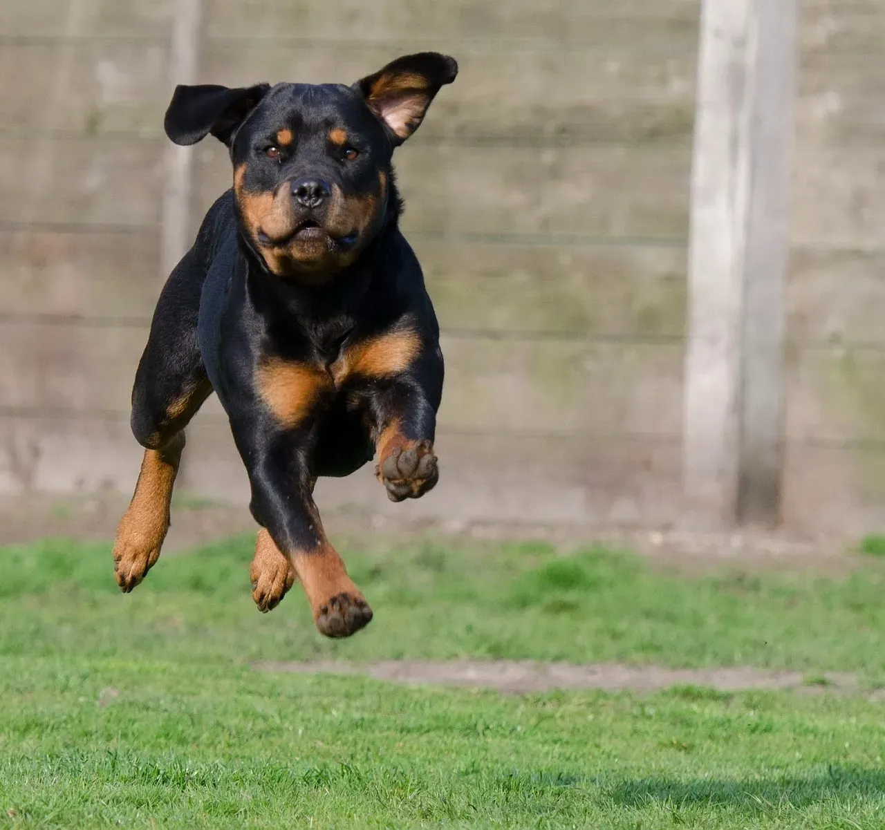 #13 - The Eyes, the Freeze, and the Bounce-Back: How Much Did This Dog Trust? (Image Credits: Pixabay)