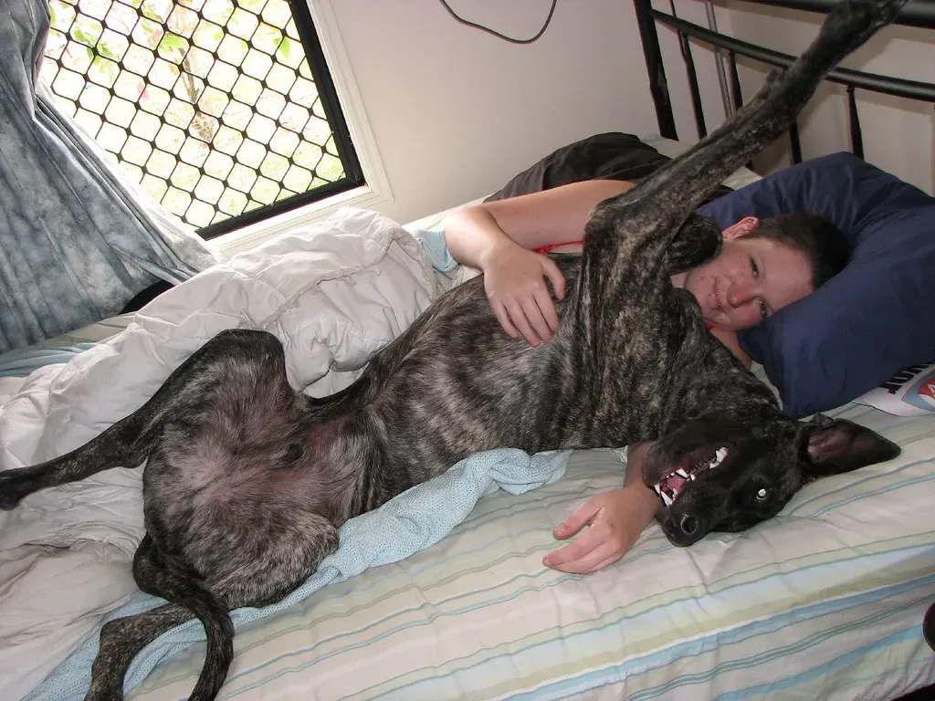 #12 - Designing a Living Room Around a Dog Bed the Size of a Mattress (robstephaustralia, Flickr, CC BY 2.0)