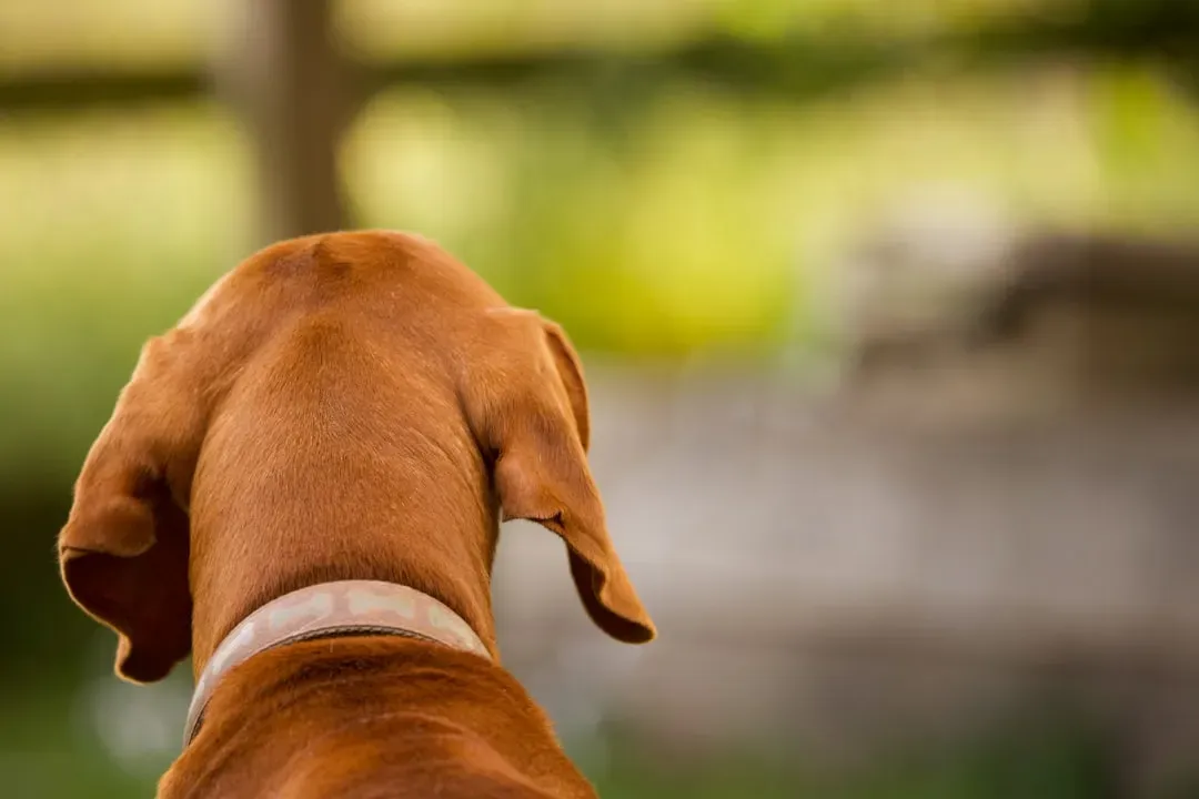 #15 - They Turn Their Back On You (On Purpose) (Image Credits: Unsplash)