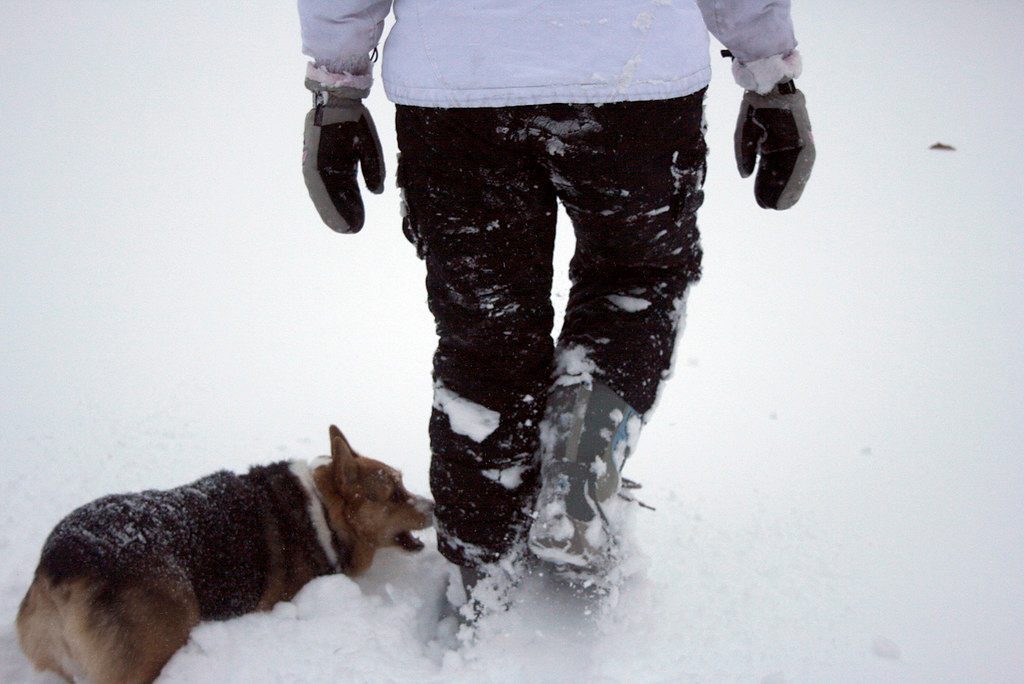 Not All Herding Dogs Herd the Same Way (Image Credits: Flickr)