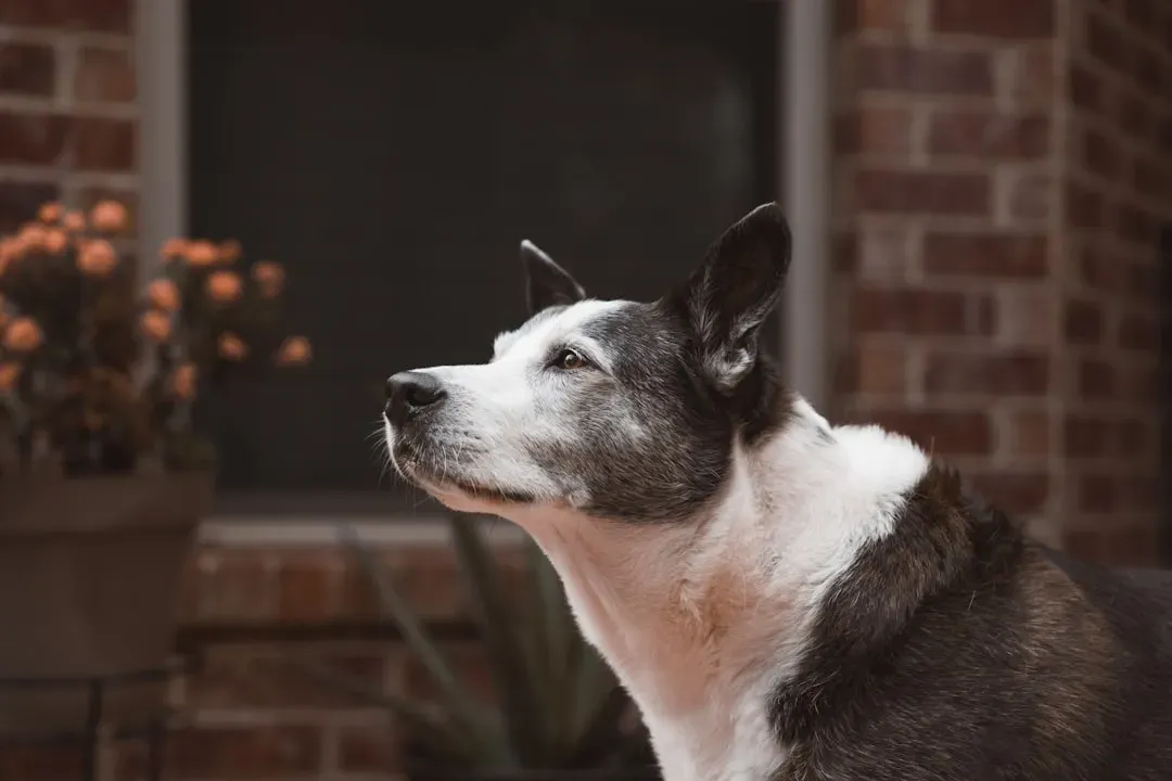 Calming Signals: The Secret Language Your Dog Speaks (Image Credits: Unsplash)