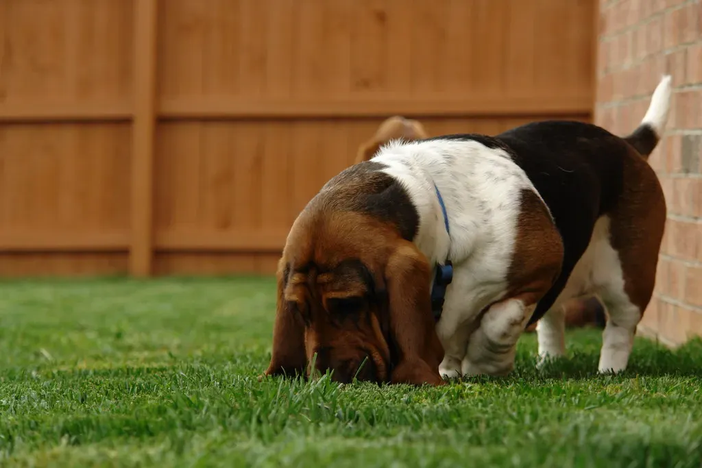 Basset Hound - Born to Sniff, Not Sprint (Image Credits: Flickr)