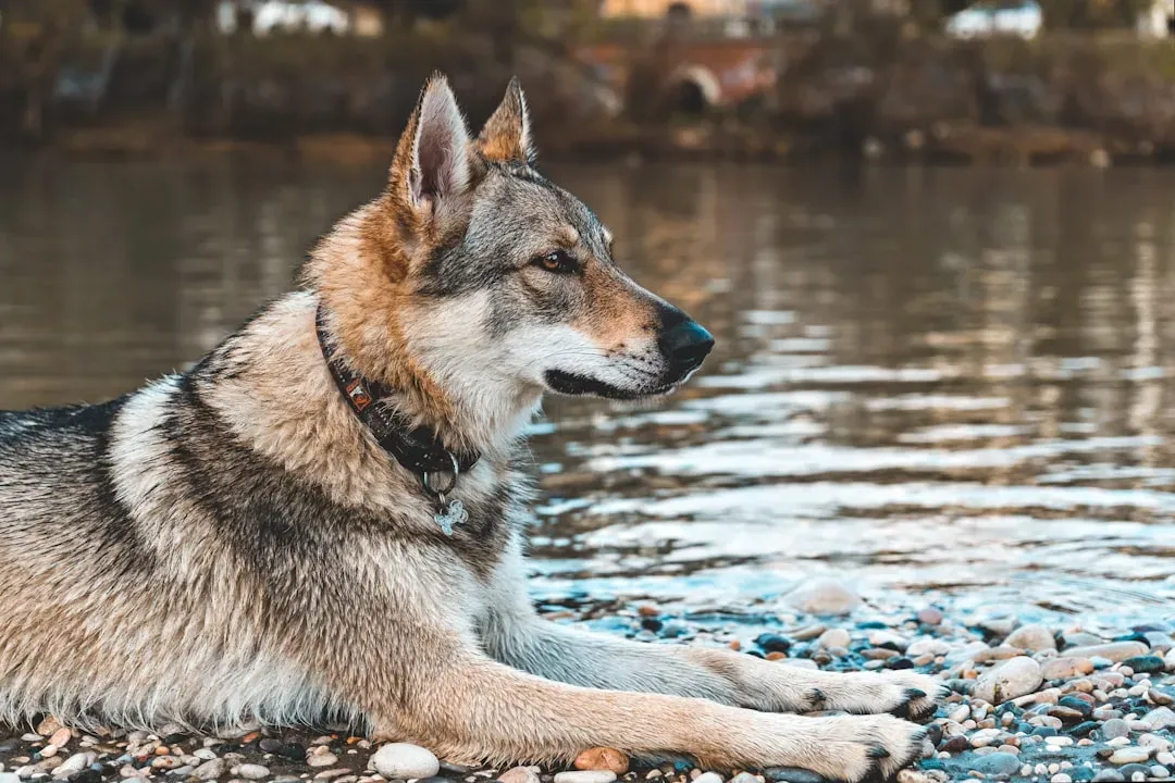 5. Wolves Reshape Rivers and Stabilize Waterways (Image Credits: Unsplash)