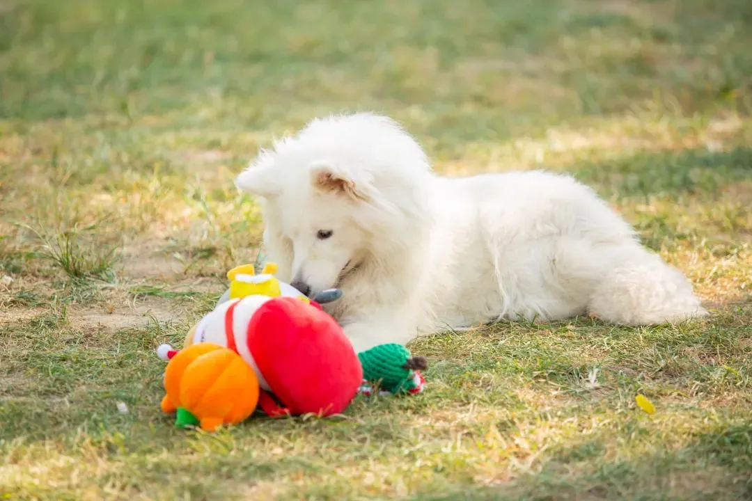 A Few Things Every Toy Breed Owner Should Know (Image Credits: Unsplash)