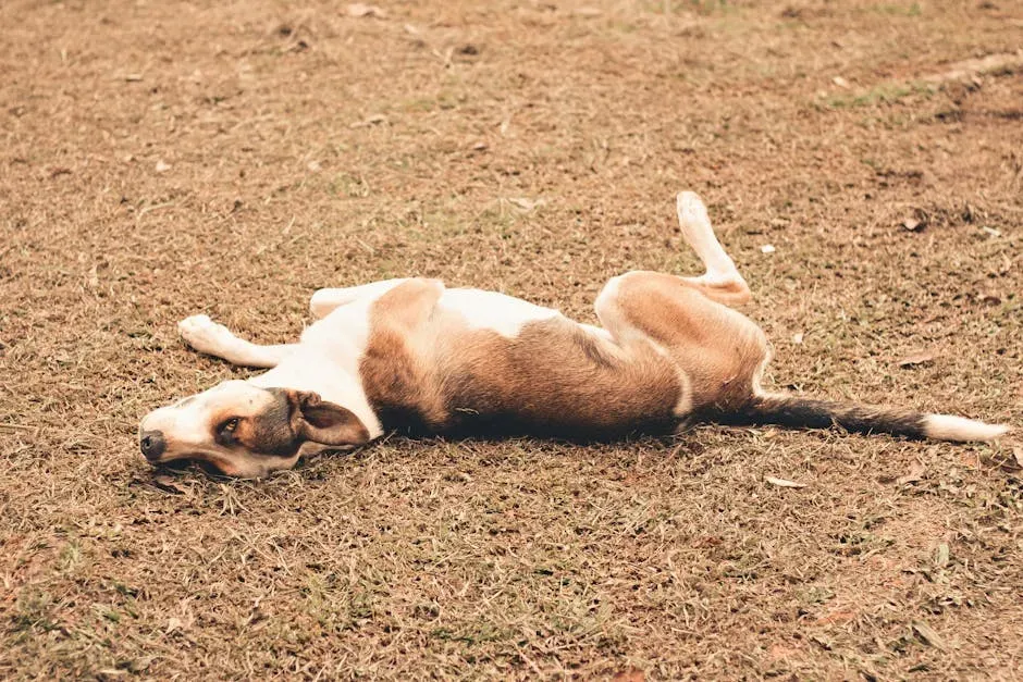 2. Their Whole Body Looks Relaxed Around You (Image Credits: Pexels)