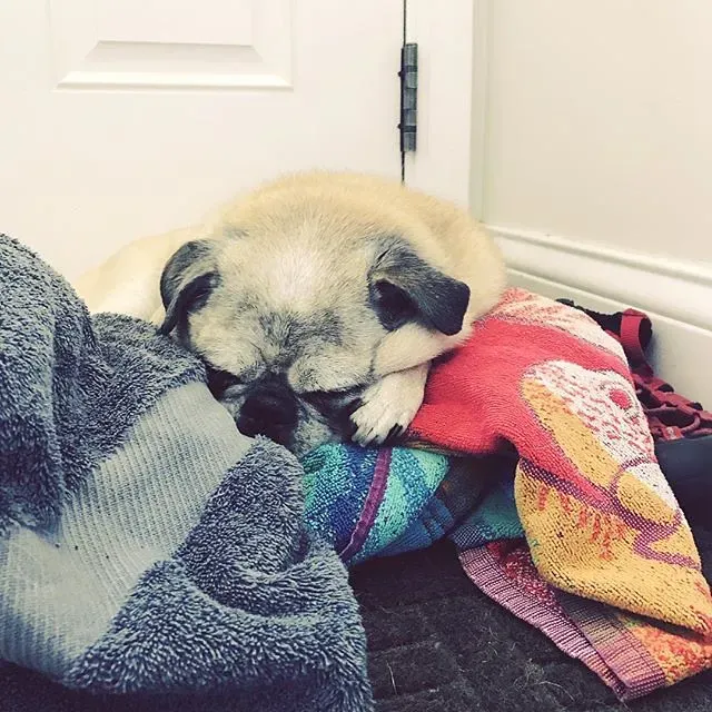 Laundry Piles: Scent-Soaked Comfort Zones (Image Credits: Flickr)