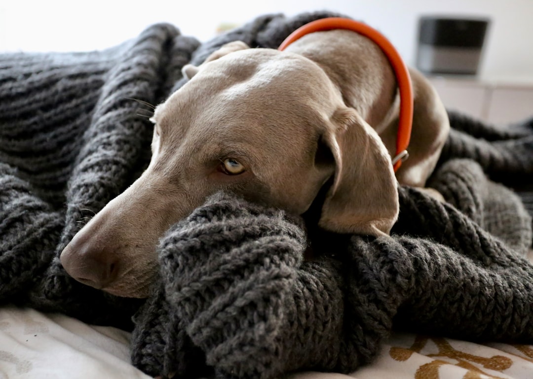 Cancer Dogs: The Emotional Companions (Image Credits: Unsplash)