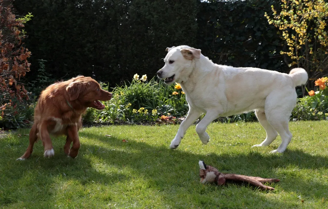 Labrador Retriever: The Enthusiastic Playmate (Image Credits: Pixabay)