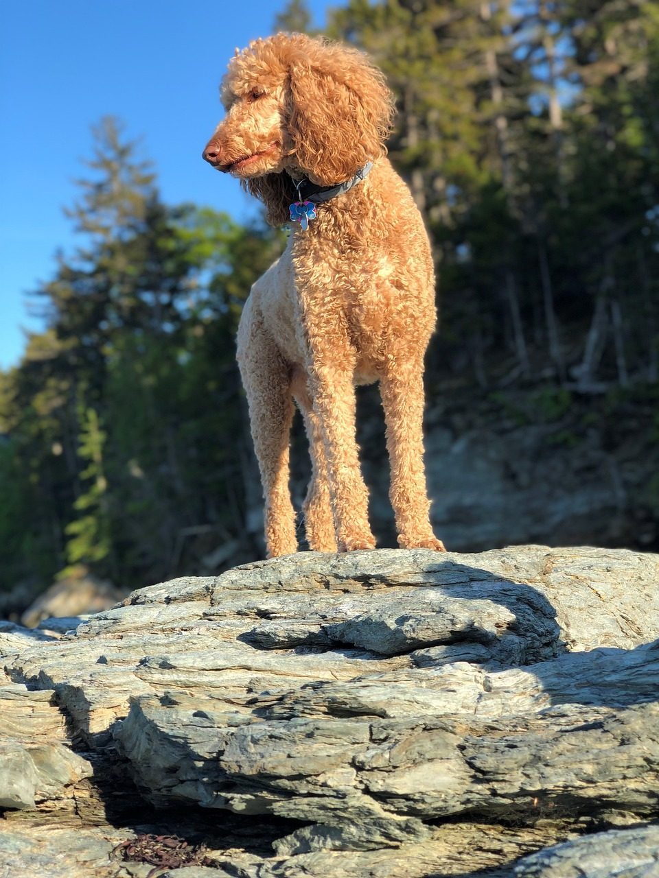 Standard Poodle (Image Credits: Pixabay)
