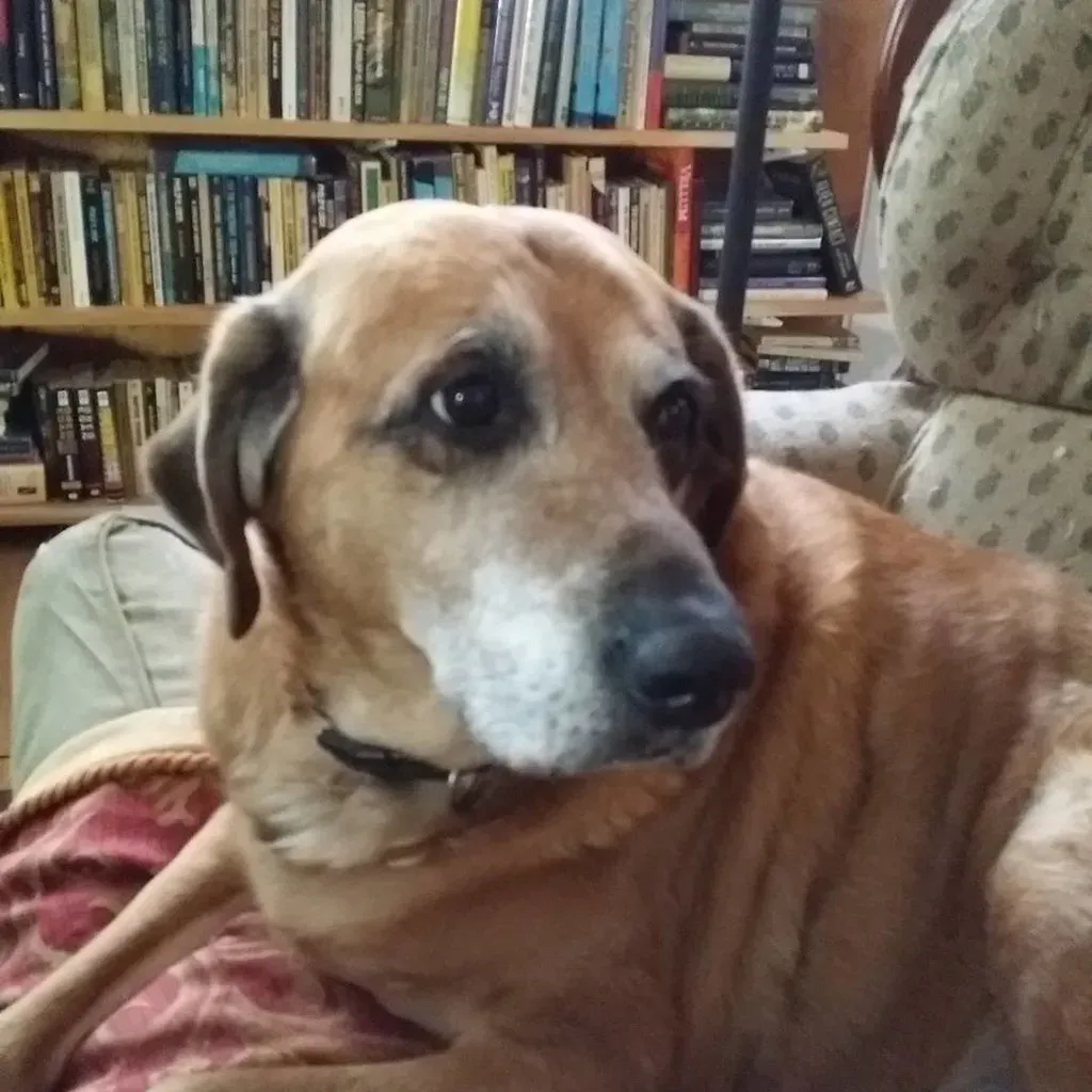 The Long, Loving Gaze That Says More Than Words (BryanAlexander, Flickr, CC BY 2.0)