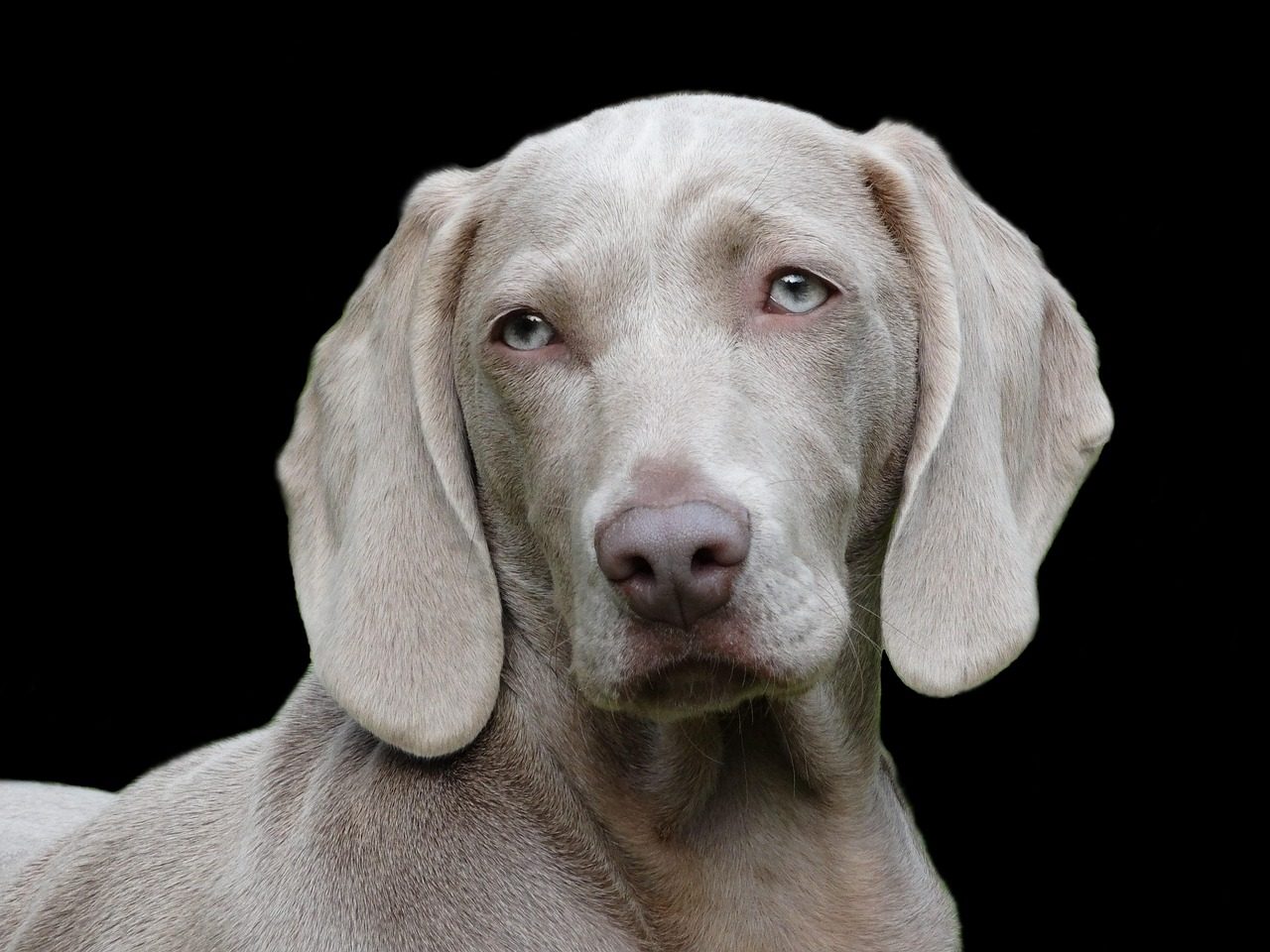 Weimaraner: The Silver Bullet (Image Credits: Pixabay)