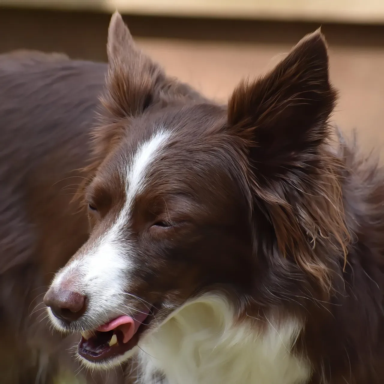 Lip Licking When There's No Food Around (Image Credits: Pixabay)