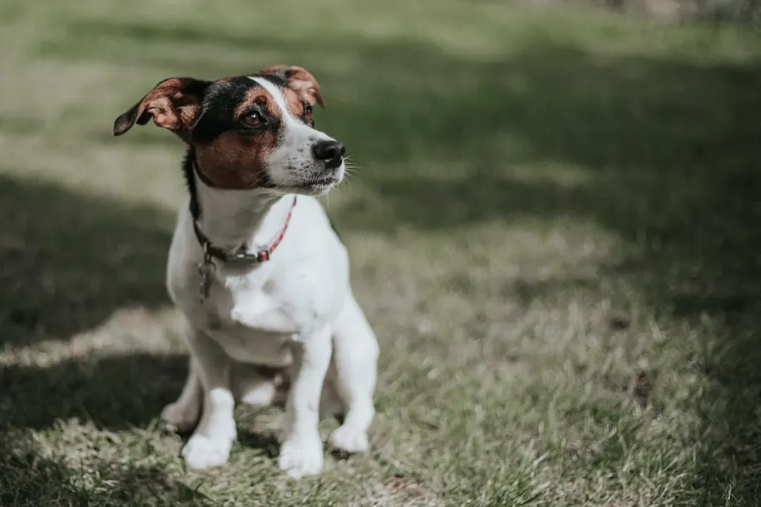 Jack Russell Terrier: Small Body, Endless Game Mode (Image Credits: Unsplash)
