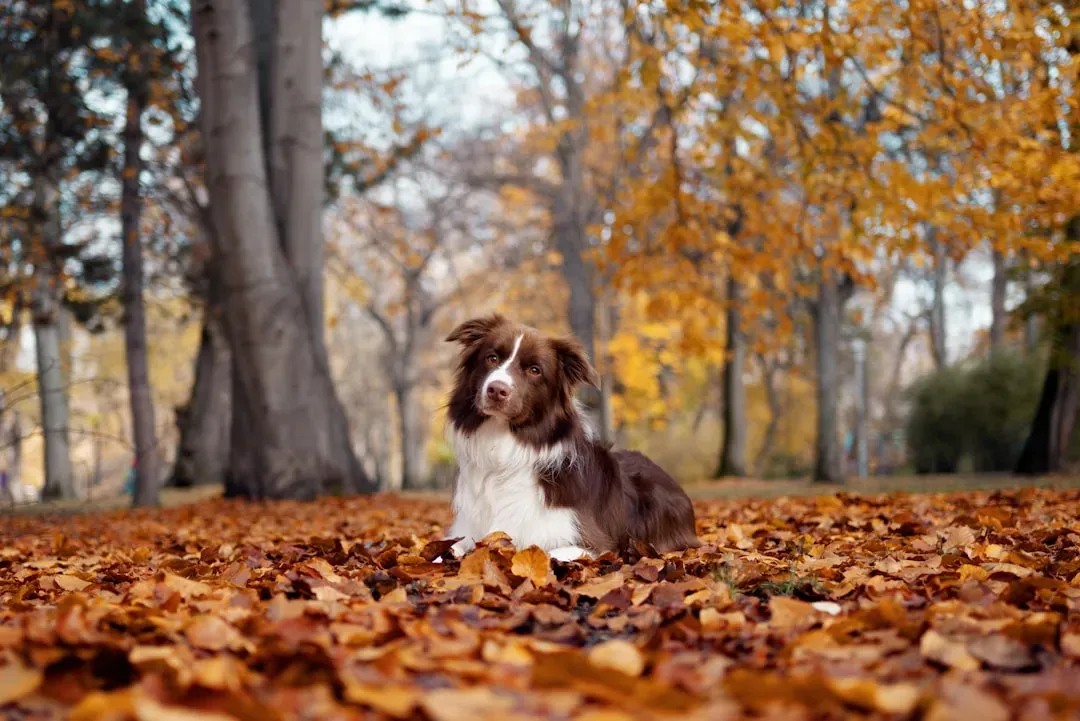 #6 - The Seasonal Shift: Dark Evenings and Earlier Goodbyes (Image Credits: Unsplash)