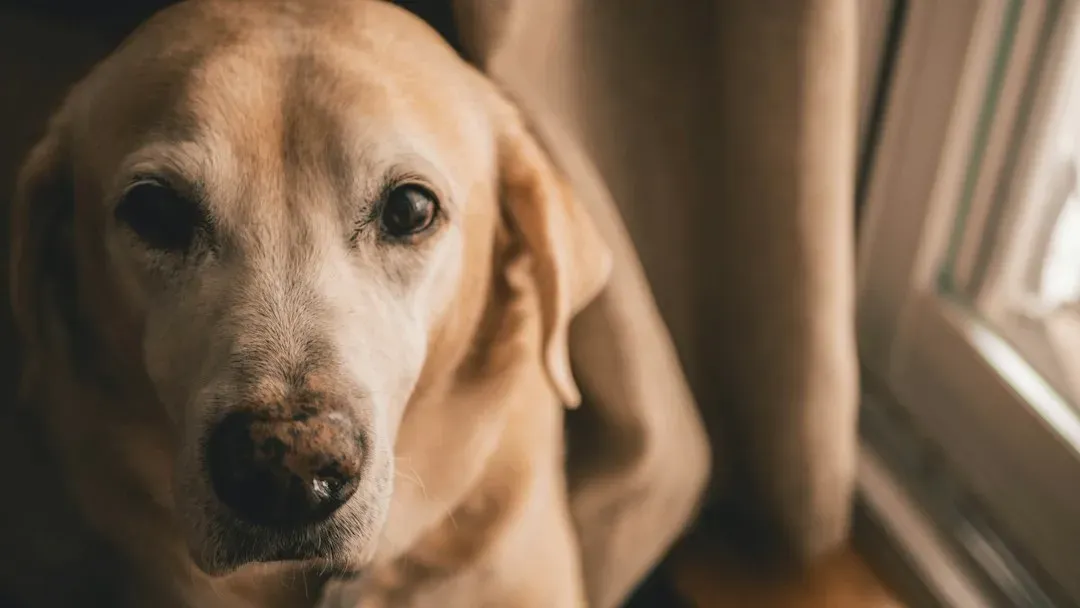 #10 - The Buzzing Only Your Dog Notices Before the Electrician Does (Image Credits: Unsplash)