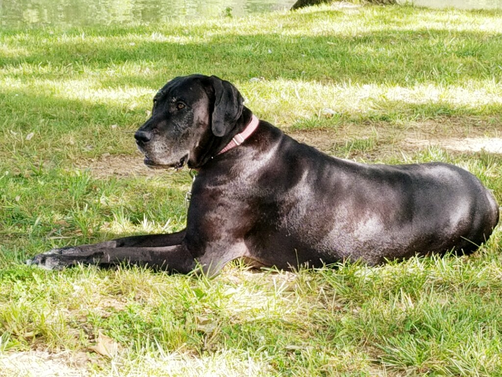 Great Dane: The Gentle Giant Empath (Image Credits: Flickr)