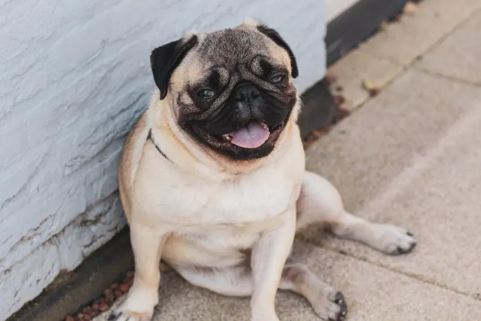 A Final Thought for Every Pug Parent (Image Credits: Pexels)