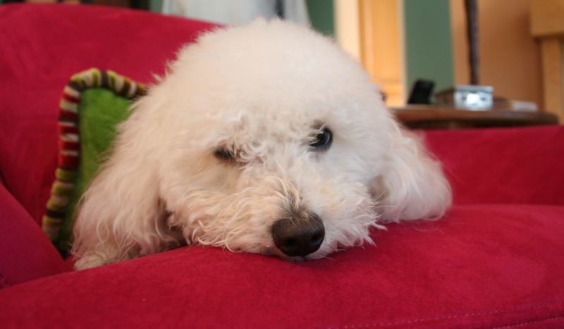 Bolognese: Quiet and Devoted (Image Credits: Flickr)