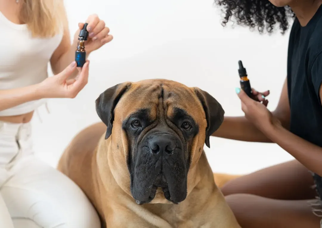 #9 - Calming Chews, Pheromones, and Supplements (Used Smartly) (Image Credits: Unsplash)