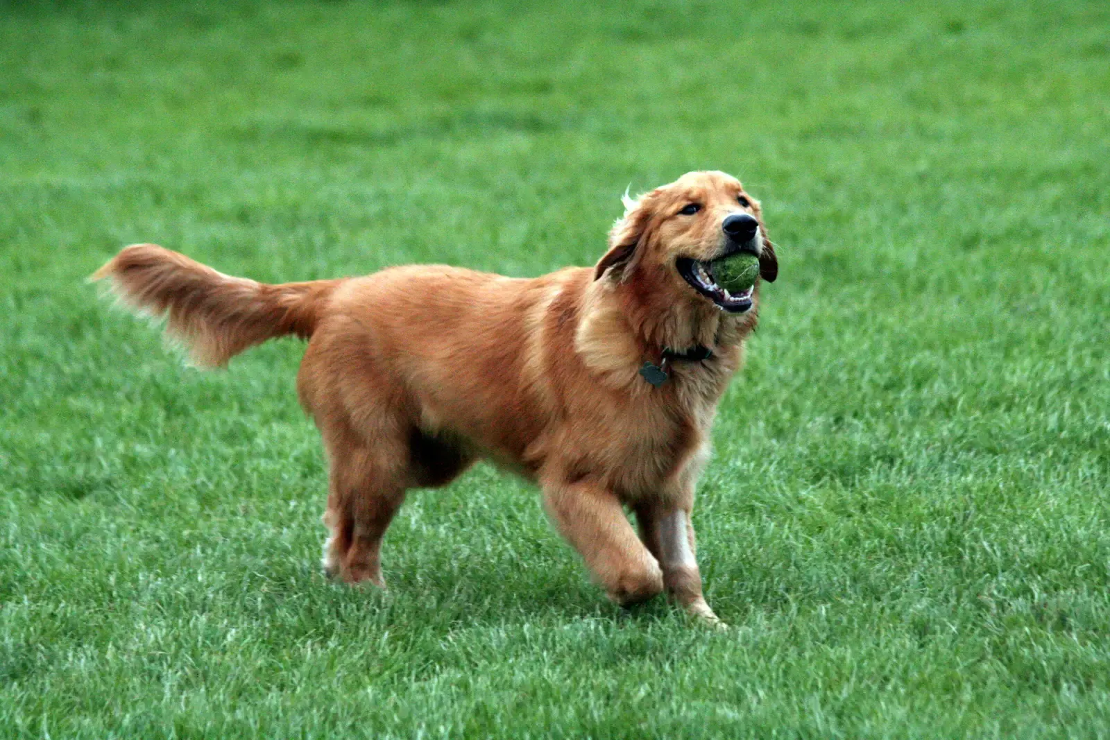 Zeus (Flickr, CC BY 2.0)