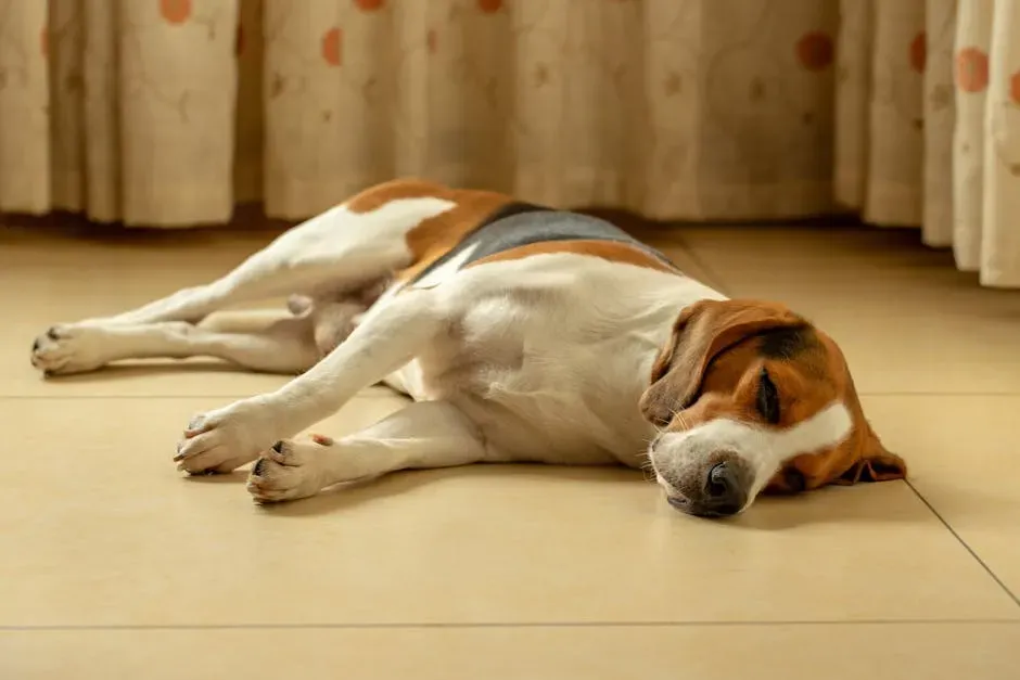 What Are They Actually Dreaming About? (Image Credits: Pexels)