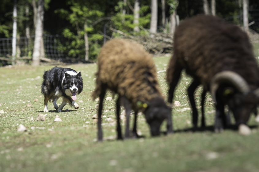 The Herding Instinct Never Turns Off (Image Credits: Wikimedia)