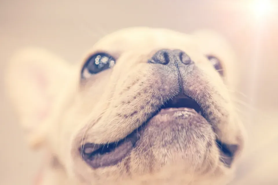 Why a Dog’s Nose Turns Your Emotions Into Scents (Image Credits: Stocksnap)