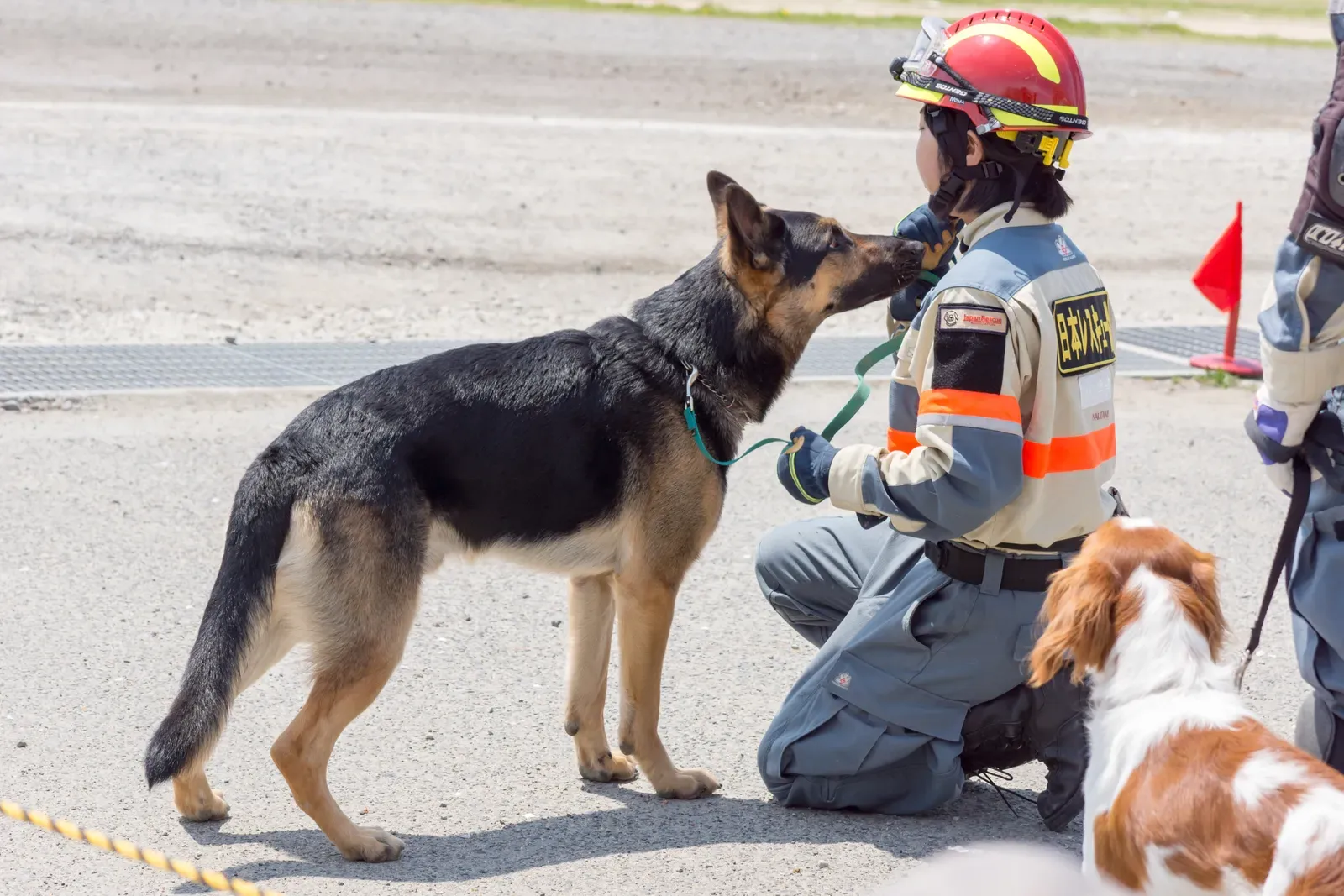 #17 - Adjusting Search Style to Match the Disaster (Search and rescue dog, Japan Rescue Association, CC BY 2.0)