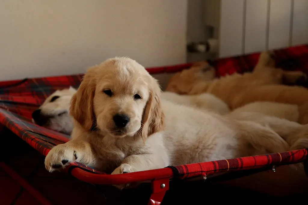 #5 Leo (July 23 – August 22): The Golden Retriever (Franco Vannini, Flickr, CC BY 2.0)