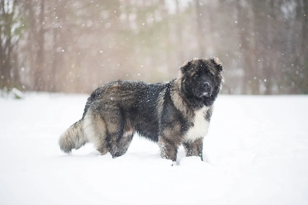 7. Caucasian Shepherd Dog: The Bear-Sized Guardian for the Toughest Terrain (Image Credits: Pixabay)