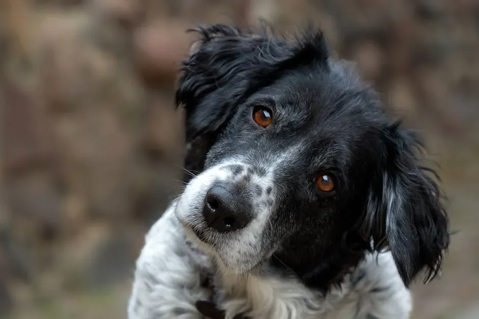 Sometimes the Tilt Becomes a Learned Love Language Between You and Your Dog (Image Credits: Pexels)