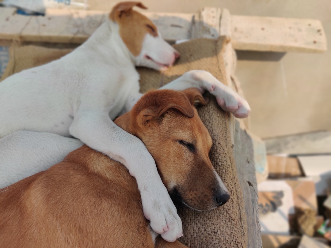 Breed-Specific Vulnerabilities (Image Credits: Unsplash)