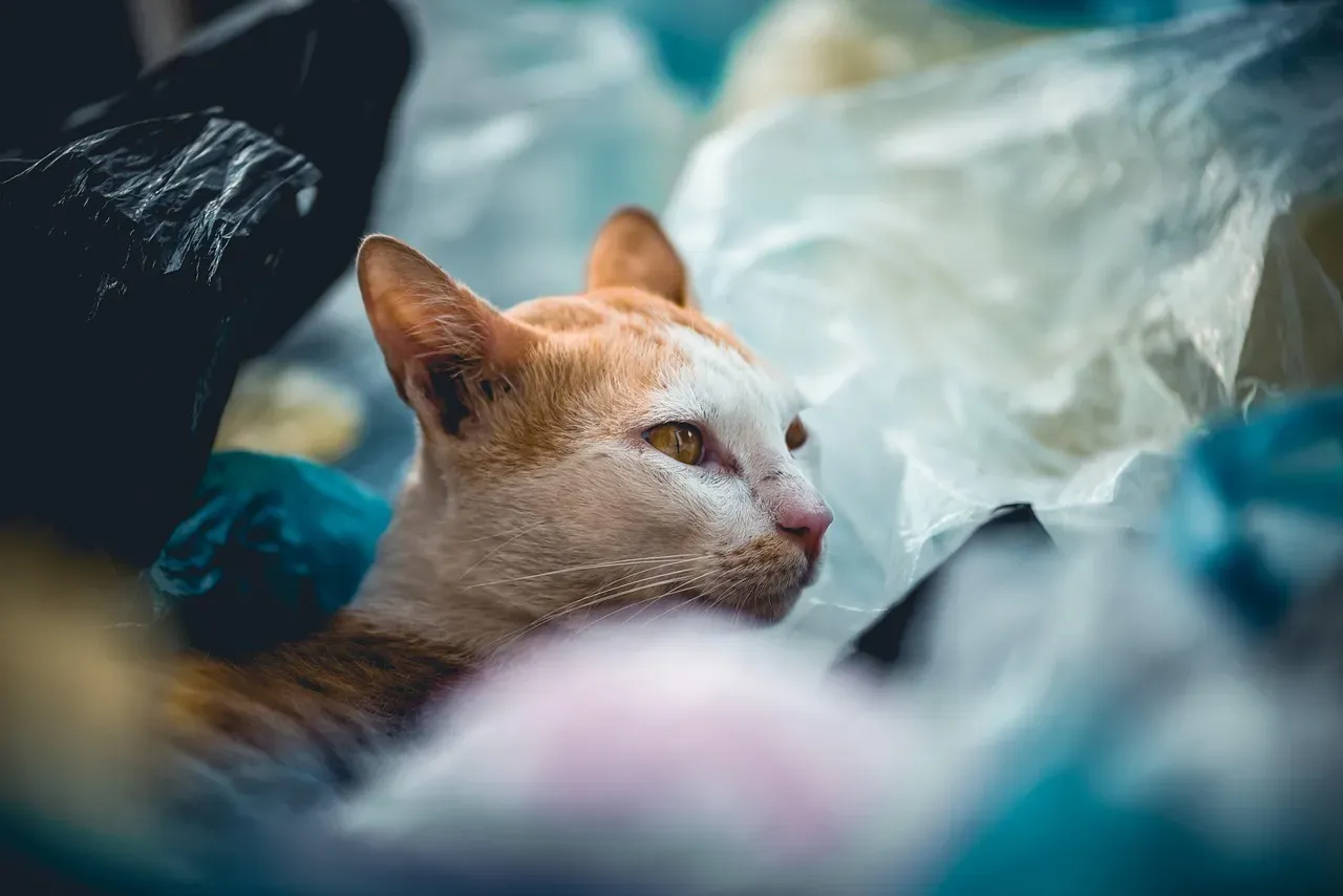 3. Crinkly Plastic Bags And Grocery Night Terror (Image Credits: Pixabay)