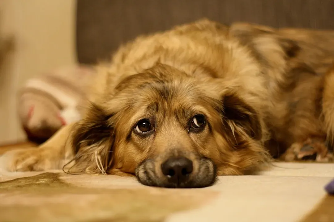 Behavior Cues That Tell You a Dog Is Struggling With Household Stress (Image Credits: Unsplash)