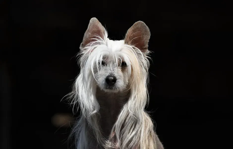 5. Chinaese Crested: Delicate in Appearance, Durable in Health (Image Credits: Pexels)