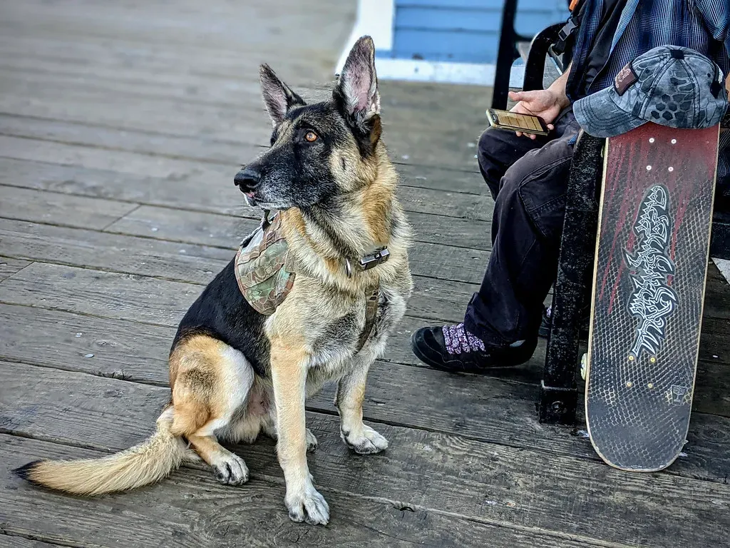 They Ignore Commands From Your Partner (Image Credits: Flickr)