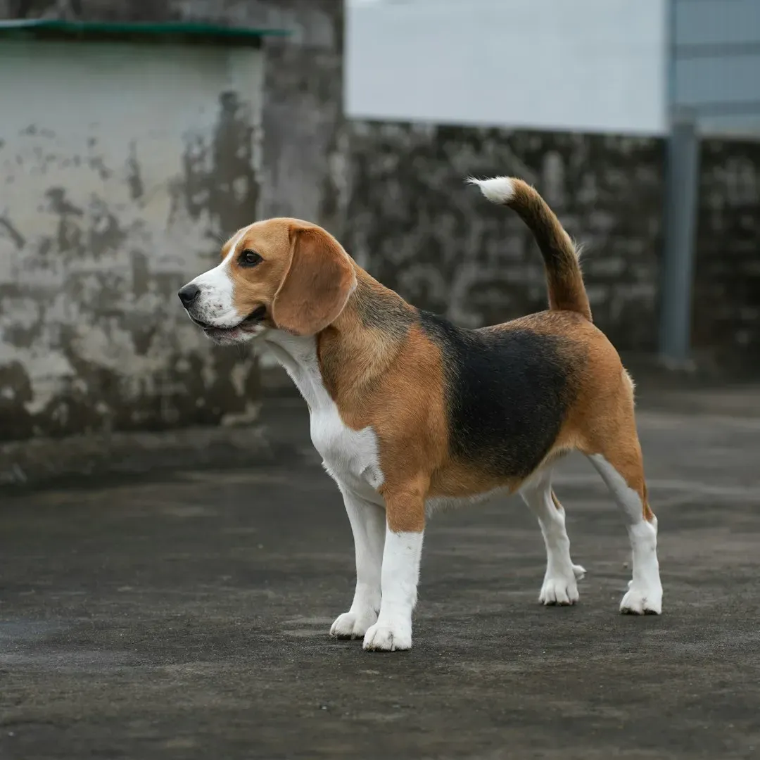 #11. Capricorn and the Beagle: When Nothing Goes According to Plan (Image Credits: Unsplash)